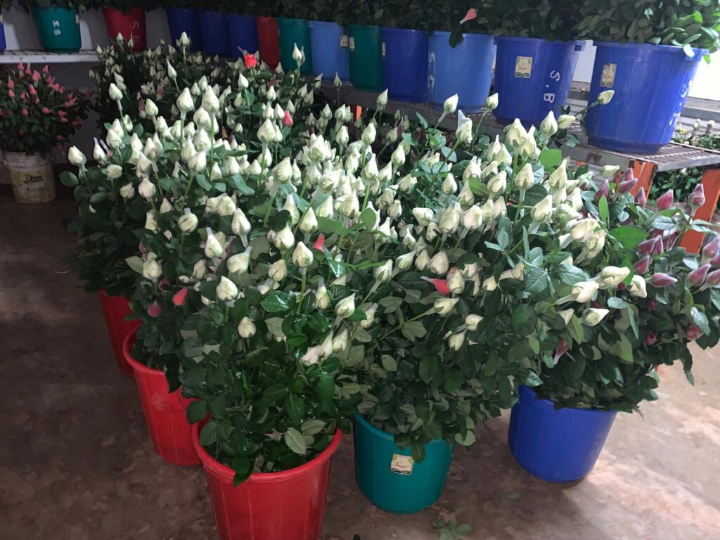 Fresh flowers ready for the shop
