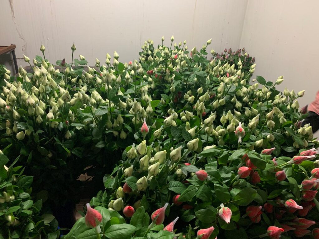 Fresh roses cultivated at Snehitha Blooms greenhouse