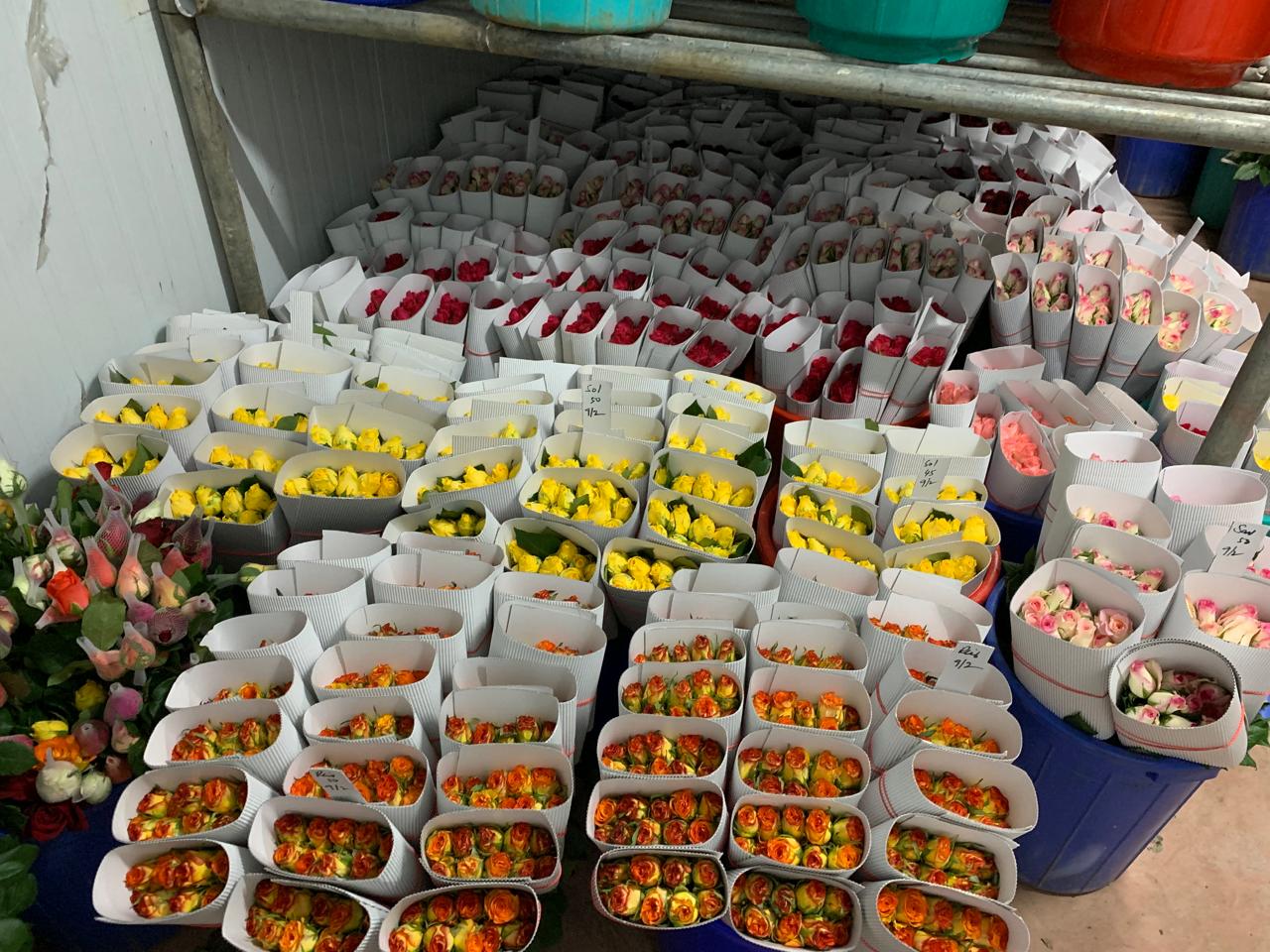 Bunches of freshly cut roses