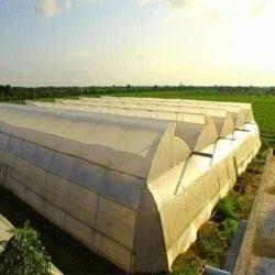 Inside the Snehitha Blooms greenhouse