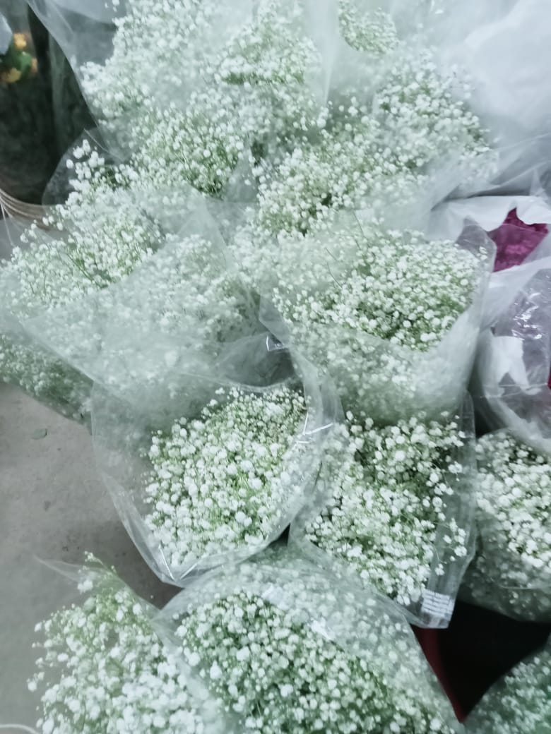 Roses being prepared for export