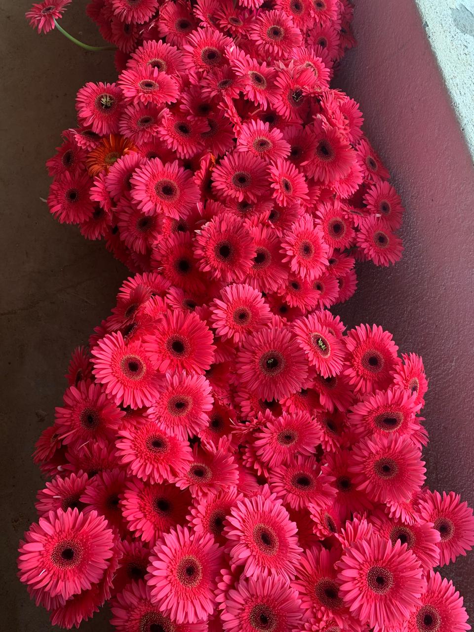 Rows of rose blooms ready for harvest