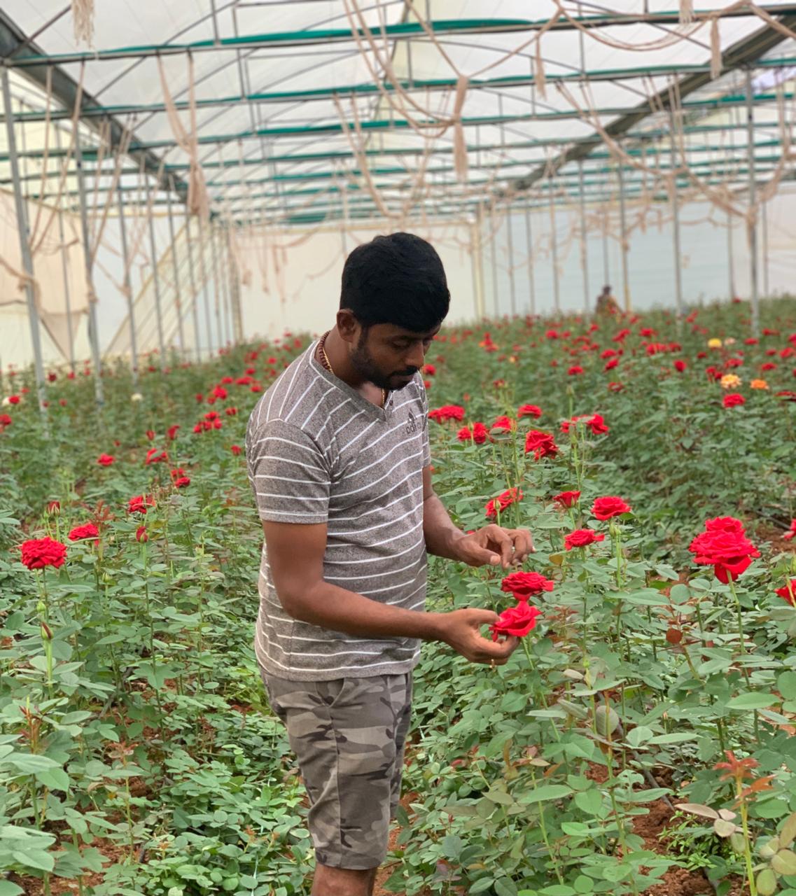 Snehitha Blooms greenhouse and team